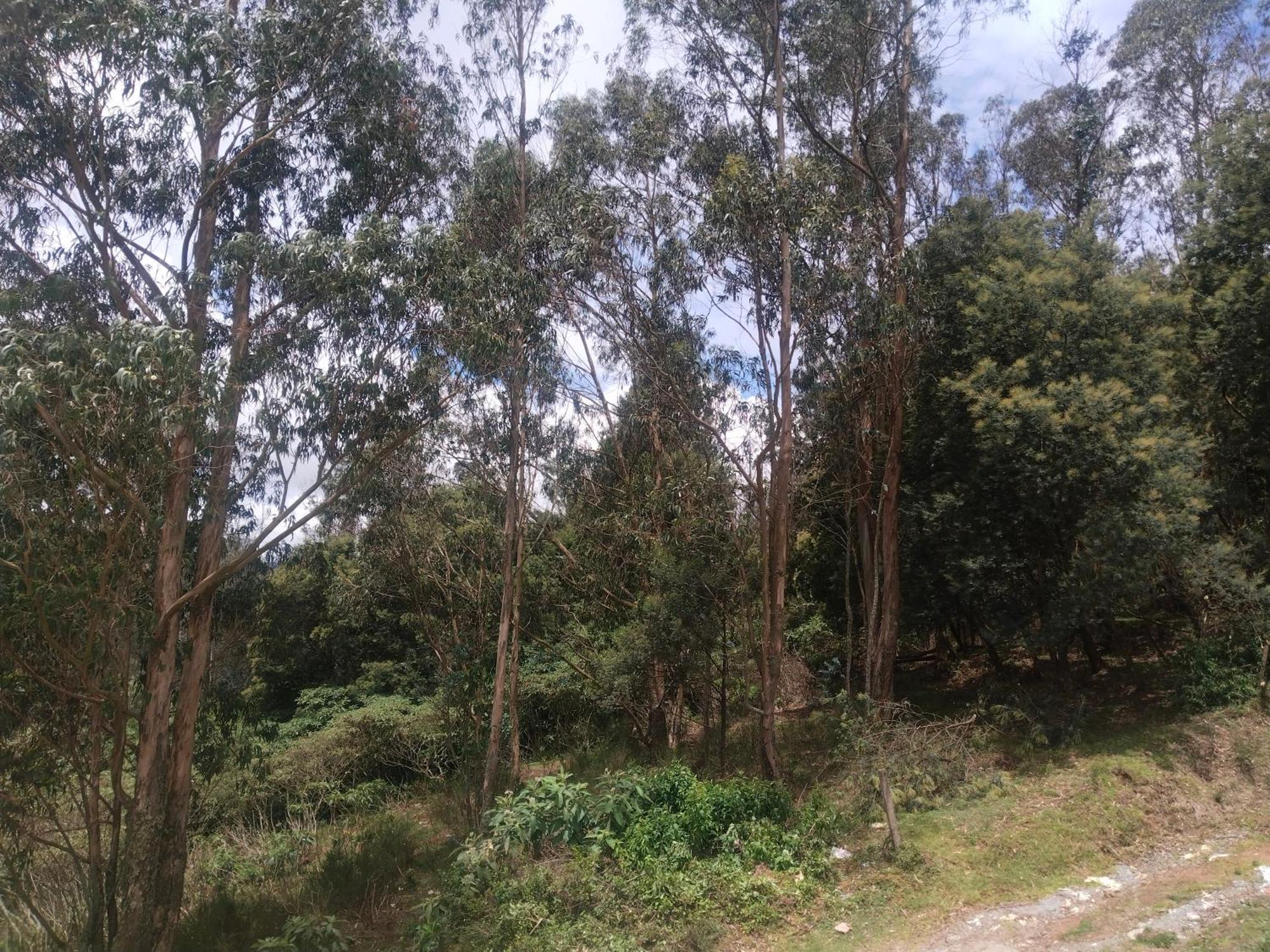 Bs Dreamz Ooty Apartment ภายนอก รูปภาพ