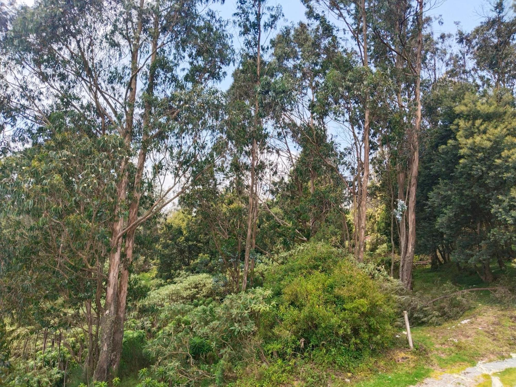 Bs Dreamz Ooty Apartment ภายนอก รูปภาพ